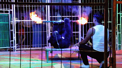 134603cbk6yyh62v42h4qk.gif
